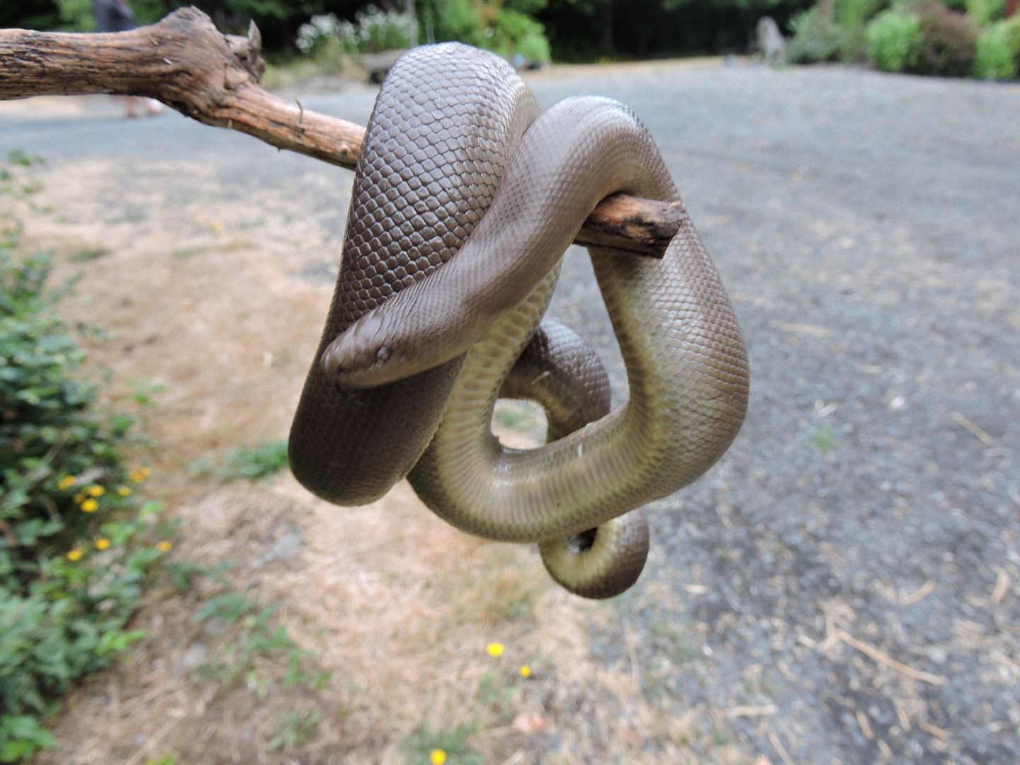 Oregon Rubber Boa